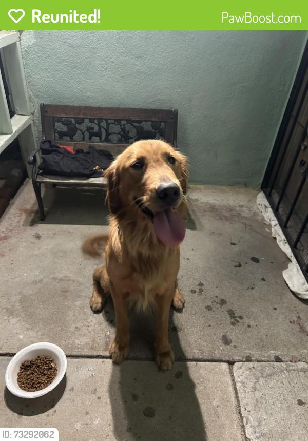 Reunited Male Dog last seen Dorsey way fontana, Fontana, CA 92335
