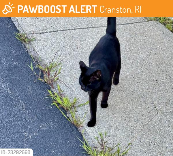 Found/Stray Female Cat last seen Bowlero bowling alley, Cranston, RI 02910