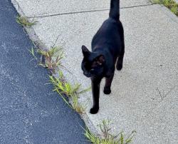 Found/Stray Female Cat last seen Bowlero bowling alley, Cranston, RI 02910