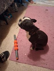 Found/Stray Male Dog last seen Hunt highway, Sun Lakes, AZ 85248