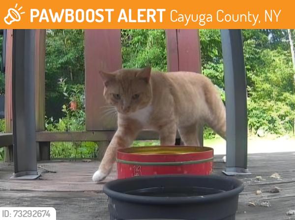 Found/Stray Unknown Cat last seen Ryan Road, Cayuga County, NY 13166
