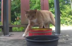 Found/Stray Unknown Cat last seen Ryan Road, Cayuga County, NY 13166