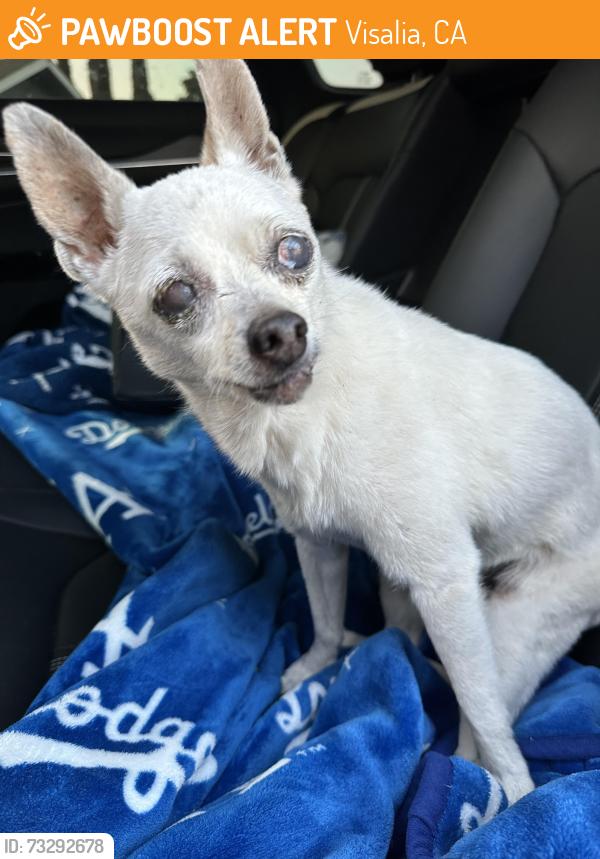 Found/Stray Female Dog last seen Demaree and Houston, Visalia, CA 93291