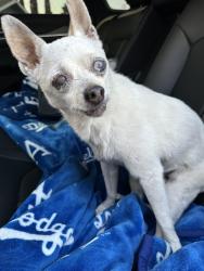 Found/Stray Female Dog last seen Demaree and Houston, Visalia, CA 93291