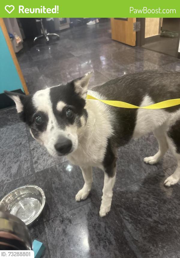 Reunited Female Dog last seen Stage line dr and stage line court running in road, Arlington, TX 76017