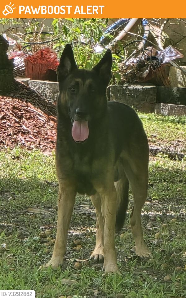 Found/Stray Male Dog last seen 200street, Miami-Dade County, FL 33187