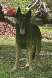Found/Stray Male Dog last seen 200street, Miami-Dade County, FL 33187