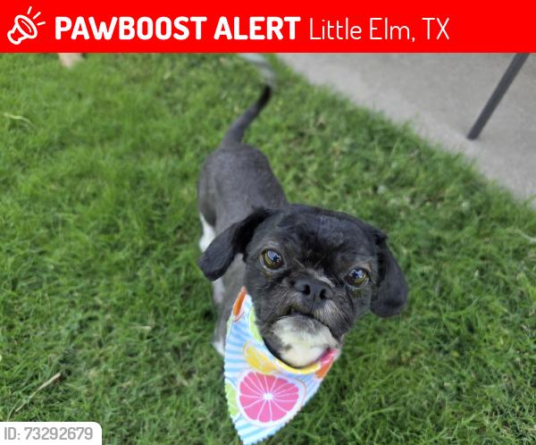 Lost Male Dog last seen Cockatiel and Hummingbird streets, Little Elm, TX 76227