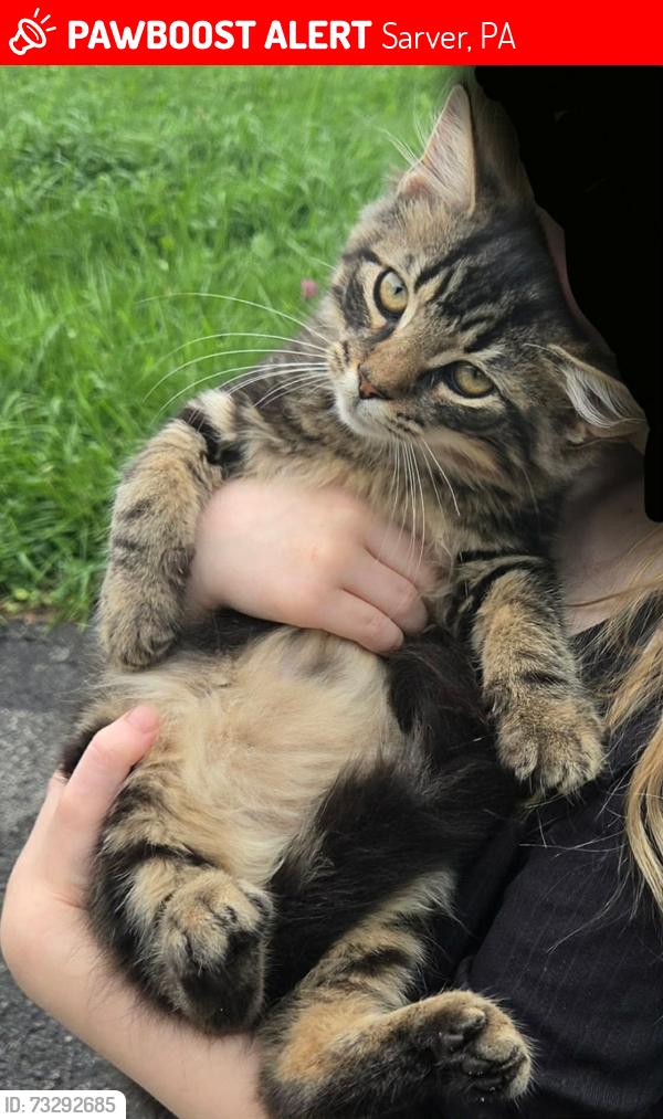 Lost Male Cat last seen Harvey road, Sarver, PA 16055