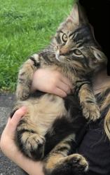 Lost Male Cat last seen Harvey road, Sarver, PA 16055