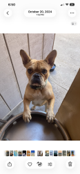 Reunited Female Dog last seen Seaward pierpont, Ventura, CA 93001
