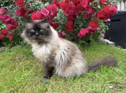 Reunited Male Cat last seen Waverley Road, St Ronans Road, Portsmouth, England 
