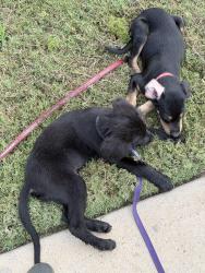 Found/Stray Male Dog last seen Near Bissonnet street, Richmond, TX 77407