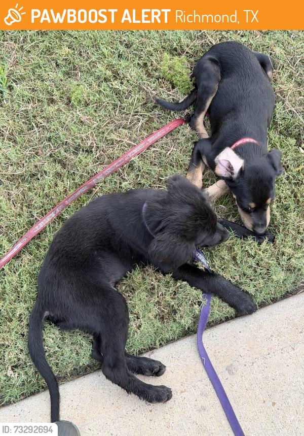 Found/Stray Male Dog last seen Near Bissonnet street, Richmond, TX 77407