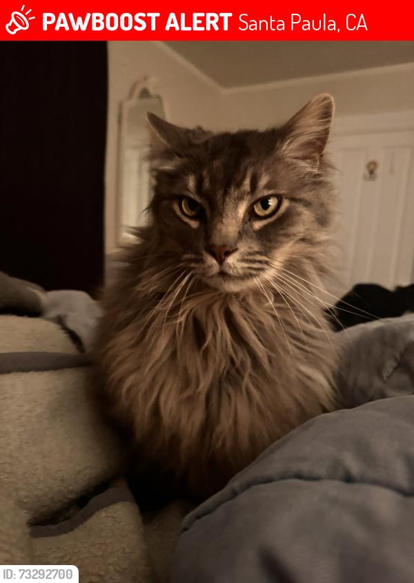Lost Male Cat last seen Briggs Rd., Santa Paula, CA 93060