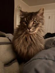 Lost Male Cat last seen Briggs Rd., Santa Paula, CA 93060