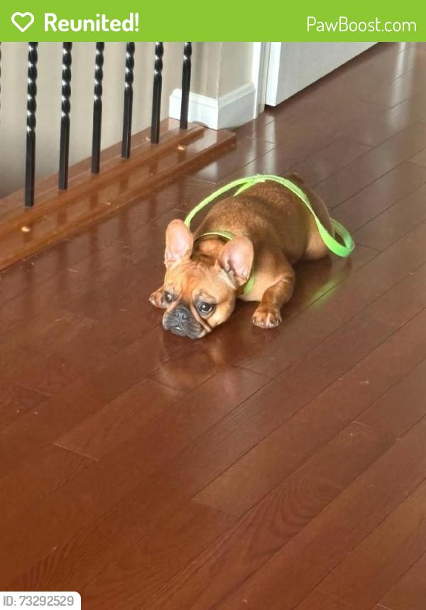 Reunited Female Dog last seen Granite spring development, Cold Spring, KY 41076