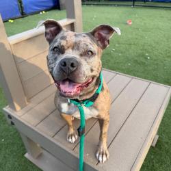 Shelter Stray Female Dog last seen , Animal Care & Control Team of Philly, 111 W Hunting Park Ave, Philadelphia, PA 19140, USA