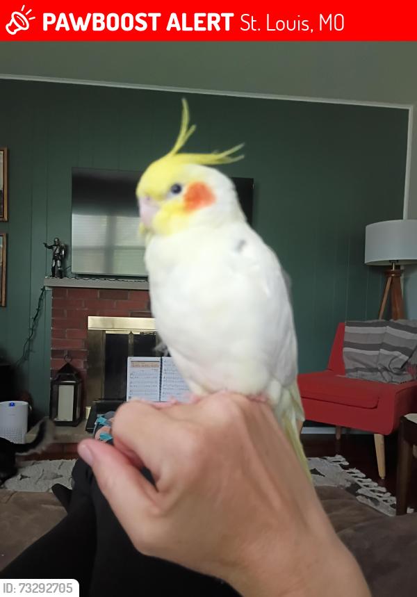 Lost Male Bird last seen Bellerive ests neighborhood, St. Louis, MO 63141