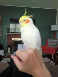 Lost Male Bird last seen Bellerive ests neighborhood, St. Louis, MO 63141