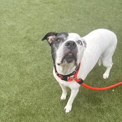 Shelter Stray Female Dog last seen , Animal Care & Control Team of Philly, 111 W Hunting Park Ave, Philadelphia, PA 19140, USA