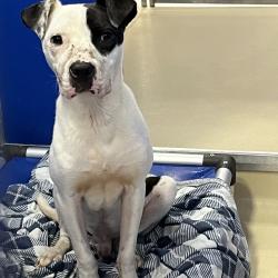Shelter Stray Male Dog last seen , Animal Care & Control Team of Philly, 111 W Hunting Park Ave, Philadelphia, PA 19140, USA