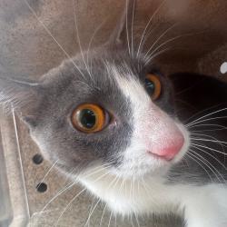 Shelter Stray Female Cat last seen , Animal Care & Control Team of Philly, 111 W Hunting Park Ave, Philadelphia, PA 19140, USA