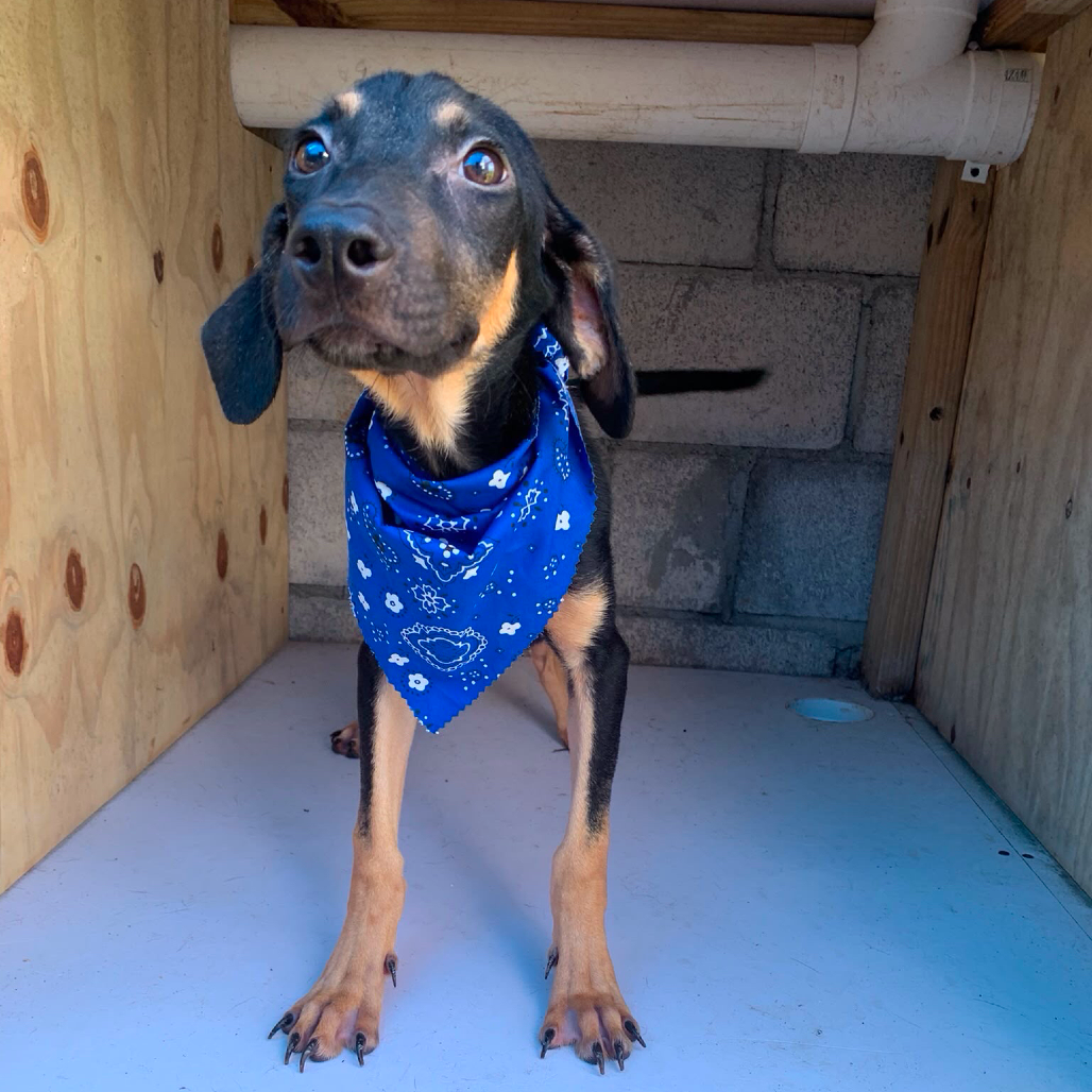 Shelter Stray Male Dog last seen , 3607 N Armenia Ave, Tampa, FL 33607, USA