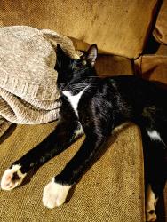 Lost Male Cat last seen Near crystal street, Longview, TX 75604