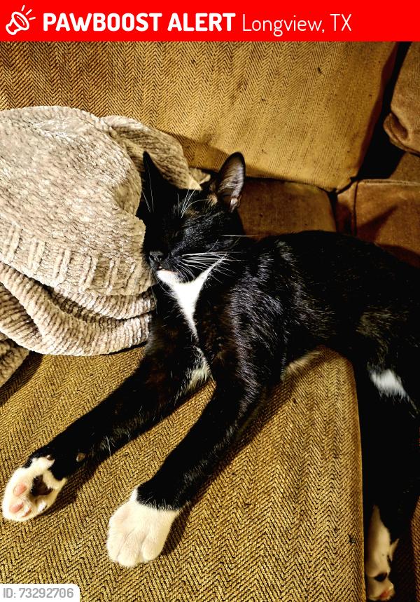 Lost Male Cat last seen Near crystal street, Longview, TX 75604