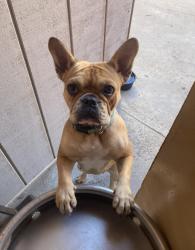 Reunited Female Dog last seen Pierpont Ventura, ca, Ventura, CA 93001