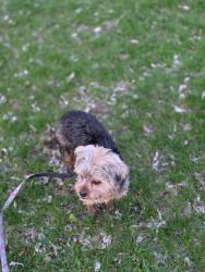 Lost Female Dog last seen Greenfield ave and Havelock St, Ottawa, ON K1S 0Y1