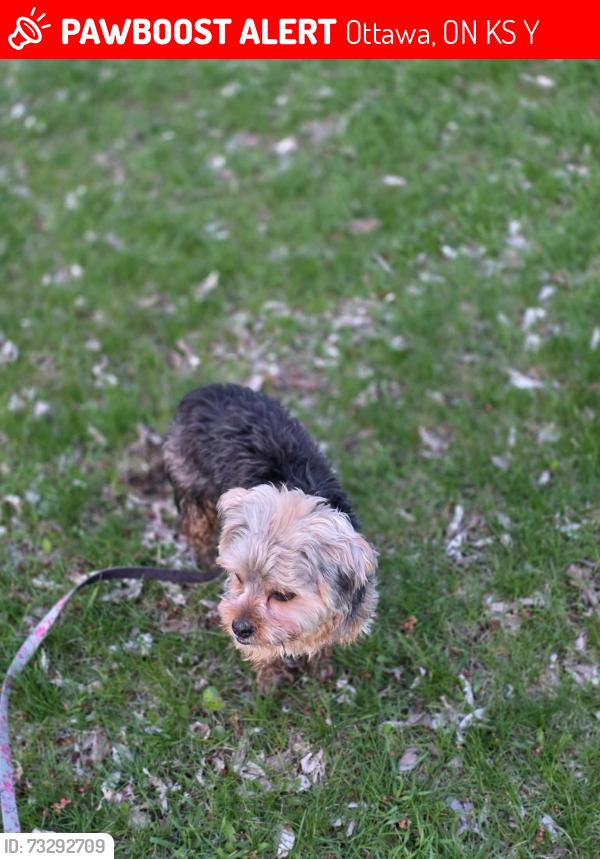 Lost Female Dog last seen Greenfield ave and Havelock St, Ottawa, ON K1S 0Y1