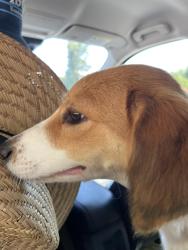 Found/Stray Female Dog last seen Near West Asheville Aldi, Asheville, NC 28806
