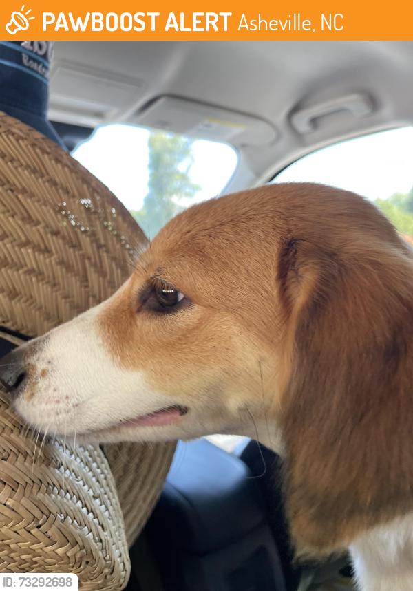 Found/Stray Female Dog last seen Near West Asheville Aldi, Asheville, NC 28806
