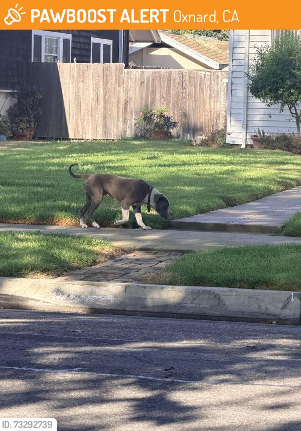 Found/Stray Male Dog last seen 2nd, Oxnard, CA 93033