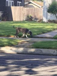 Found/Stray Male Dog last seen 2nd, Oxnard, CA 93033