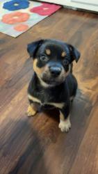 Reunited Female Dog last seen Pitt and 32nd street, Anderson, IN 46013