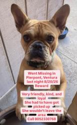 Lost Female Dog last seen Pierpont, Ventura, Ventura, CA 93001