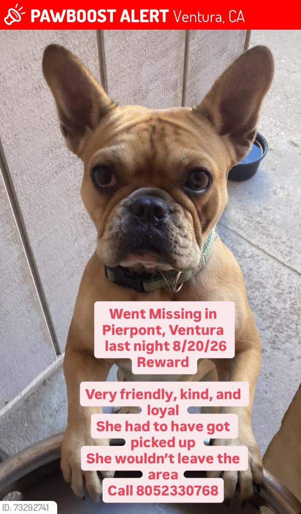 Lost Female Dog last seen Pierpont, Ventura, Ventura, CA 93001