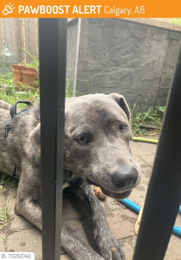 Found/Stray Male Dog last seen 20th ave 22a st. Sw, Calgary, AB 