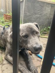 Found/Stray Male Dog last seen 20th ave 22a st. Sw, Calgary, AB 