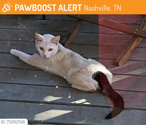 Found/Stray Unknown Cat last seen Cold Spring Drive, Nashville, TN 37013