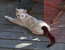 Found/Stray Unknown Cat last seen Cold Spring Drive, Nashville, TN 37013