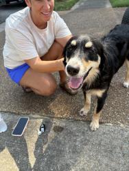 Found/Stray Female Dog last seen Appling and Reese Rd, Memphis, TN 38133