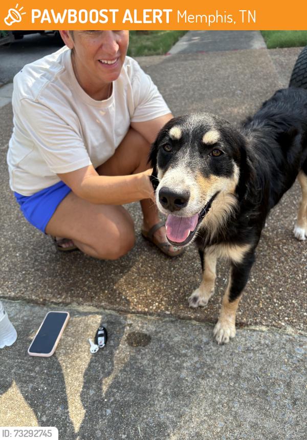 Found/Stray Female Dog last seen Appling and Reese Rd, Memphis, TN 38133