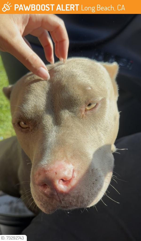Found/Stray Female Dog last seen 33rd and Oregon, Long Beach, CA 90806