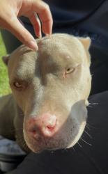 Found/Stray Female Dog last seen 33rd and Oregon, Long Beach, CA 90806