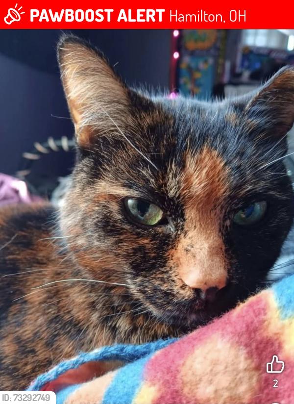 Lost Female Cat last seen Schuster park, Hamilton, OH 45015