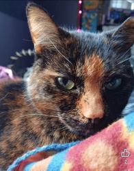 Lost Female Cat last seen Schuster park, Hamilton, OH 45015